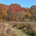 Take A Walk Through Long Pond Greenbelt And Learn About Lichens With Dr. James D. Lendemer