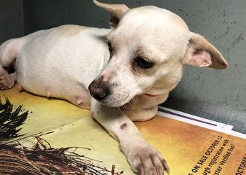 Chipotle Partners With East End-Based Animal Shelter To Help Pregnant Dog Displaced By Hurricane Harvey