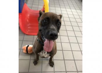 Westhampton Beach-Based Animal Rescue And Real Estate Firm Partner For Veterans Day Adoption Event