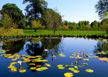 Improving The Natural Beauty Of The Hamptons And The North Fork One Pond At A Time