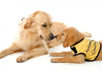 Sag Harbor Lions Club Hosting Hamptons Reception For The Guide Dog Foundation