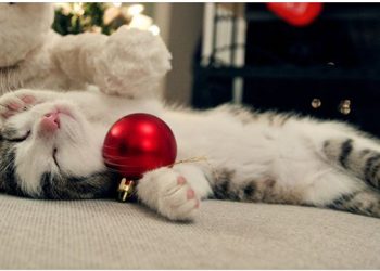 Southampton Animal Shelter Foundation Hosting Festive Ice Skating Fundraiser