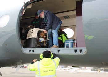 Animal Rescue Fund Of The Hamptons’ Transport Team Arrives In Westhampton After ARF’s Largest Rescue Effort To Date