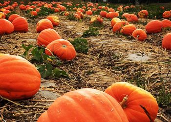 Climate Resilient Farming Grant Program To Award Over $2 Million In Funding In 2018