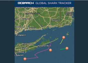 Mary Lee (The Shark) Hopefully Still Swimming Safely At Sea
