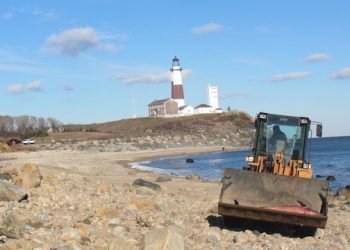 Two Deceased Marine Mammals Found On Long Island Just Days Apart