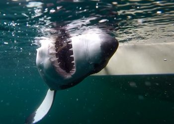 South Fork Natural History Museum’s Newest Program Focuses On Shark Research And Education