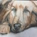Students Encouraged To Express Their Fur Baby Love Through Art