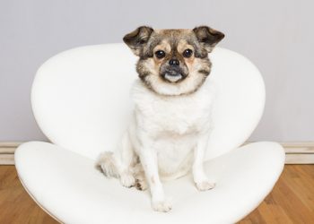 Hamptons-Based Library Promoting Animal Adoption Through Art