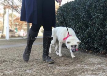 Hamptons-Based Animal Shelter Gives Rescues Facing Euthanasia A Second Chance