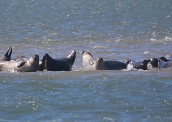 Hamptons Seal Cruises To Support Local Marine Conservation Society’s Research, Response, And Education Efforts