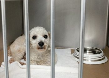 Learn Why You Should Share The Love This Valentine’s Day At Animal Rescue Fund Of The Hamptons