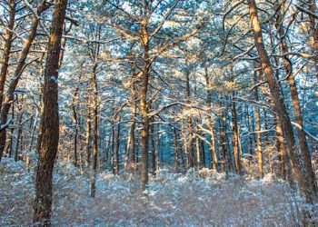 Nearly 20 Local Artists Showcased During Annual Hamptons “Winter Art Show”