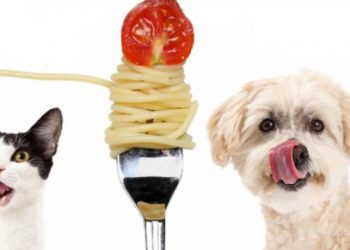 Annual Hamptons SPAY-ghetti Dinner To Support Animal Shelter’s TNR Program And Low Cost Spay And Neuter Mobile Clinic