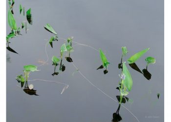 Spring Fever At Ashawagh Hall Brings Two-Day Pop Up Art Show