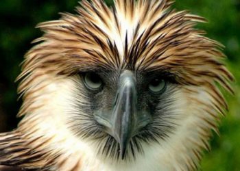 Spend Earth Day Learning About Earth’s Majestic Creatures During Hamptons Take 2 Documentary Film Festival’s Spring Docs Day