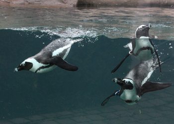 Hamptons.com’s New Live Stream Camera At Long Island Aquarium: Only ‘Happy Feet’ Here