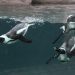 Hamptons.com’s New Live Stream Camera At Long Island Aquarium: Only ‘Happy Feet’ Here