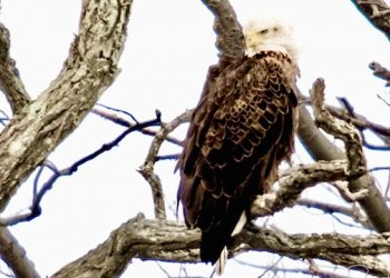 East End Embraces The Nesting Of The American Bald Eagle