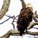 East End Embraces The Nesting Of The American Bald Eagle