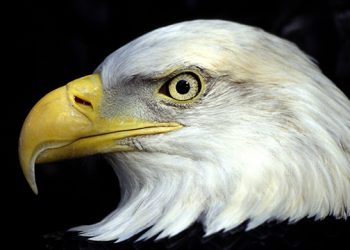 Post-Earth Day East End Festival Taking Place At 300 Acre Nature Preserve