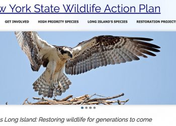 Long Island’s Wildlife Get Their Own Website To Inform The Public About Conservation Efforts