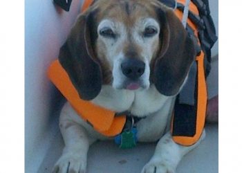 Sixty-Something: The Special Bond With Our Pets