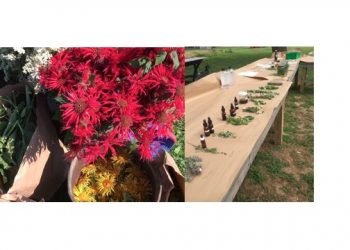 “Foraging On The Farm” To Explore Native Plants And Homemade Remedies