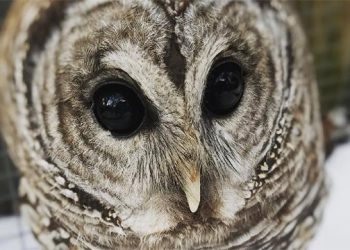 Jim Cramer And Bill Ritter To Serve As Auctioneers At Quogue Wildlife Refuge’s “Wild Night For Wildlife”