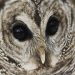 Jim Cramer And Bill Ritter To Serve As Auctioneers At Quogue Wildlife Refuge’s “Wild Night For Wildlife”