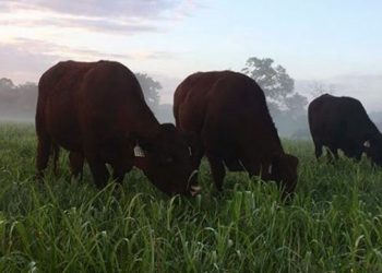 Amagansett Food Institute To Launch Seasonal Cooking Series With Cast Iron Cooking