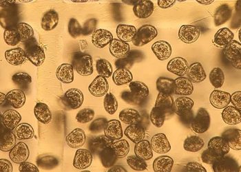 Suffolk Project In Aquaculture Training Hosting Annual Potluck Picnic