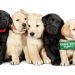 “Pick Of The Litter” Hamptons Screenings To Raise Awareness About Animal Adoption