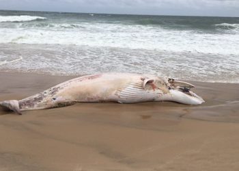 Deceased Minke Whale Discovered On Indian Wells Beach