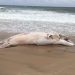 Deceased Minke Whale Discovered On Indian Wells Beach