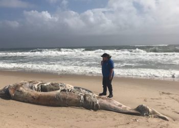 Second Deceased Whale Washes Up On Hamptons Beach