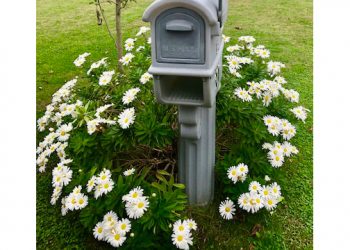 Sixty-Something: It’s Montauk Daisies’ Time In The Hamptons