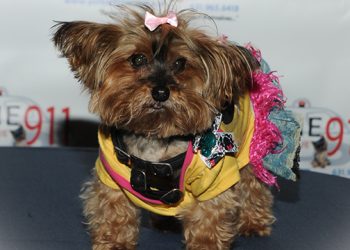 Rescues To Rock The Runway This Weekend In Riverhead