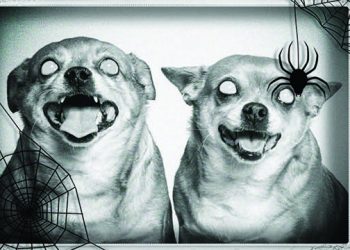 Hamptons Halloween Pawties And Monster Mashes