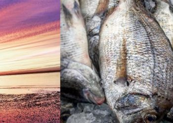 Sustainable Fish Varieties To Be Showcased During Intimate Hands On Hamptons Workshop