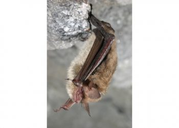 “A Source Of Hope For A Threatened Species” To Focus On The Northern Long-eared Bat