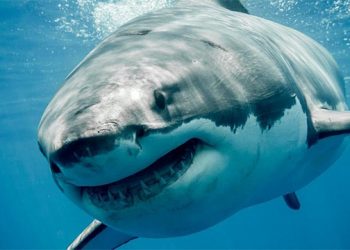 State-Of-The-Art Interactive Shark Exhibit To Be Unveiled At Free Family Thanksgiving Open House