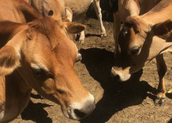 New Grant Looks To Bolster Local Food Safety Standards