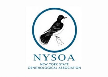 South Fork Natural History Museum Assisting With NYSOA Winter Waterfowl Count