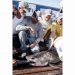 South Fork Natural History Museum To Hold “Long Island’s White Shark Research Update” With Greg Metzger
