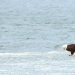 Great News! Social Media Is Abuzz With Bald Eagle Sightings All Over Hamptons