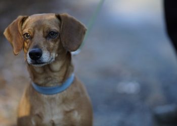 Don’t Miss Your Chance At Love During This Hamptons Valentine’s Day Themed Event