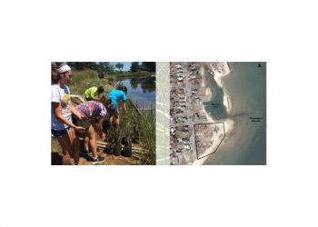 Local Organizations Planting Thousands Of Beach Grass In Effort To Restore Shoreline