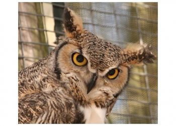 Eastern Long Island Audubon Society, Westhampton Beach Earth Day, And Quogue Wildlife Refuge Teaming Up For Free Earth Day Event