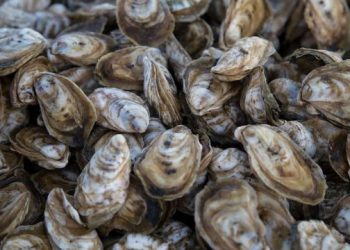 It’s All About The Oysters This Memorial Day Weekend At Shell It Out – Hamptons
